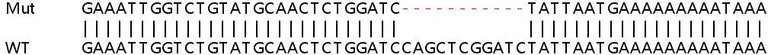 Sanger Sequencing - Human ATP5G3 knockout HEK-293T cell lysate (AB263104)