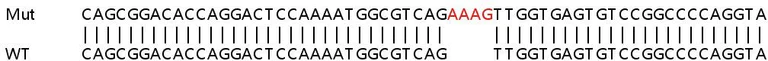 Sanger Sequencing - Human ATP5J2 knockout HEK-293T cell line (AB266582)