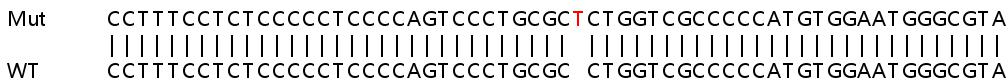 Sanger Sequencing - Human ATP5SL knockout HeLa cell line (AB265953)