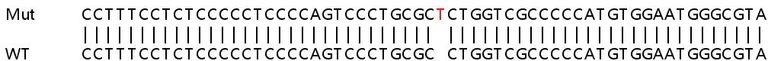 Sanger Sequencing - Human ATP5SL knockout HeLa cell lysate (AB263105)