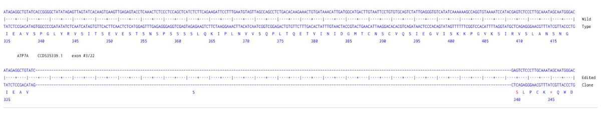 Sanger Sequencing - Human ATP7A Knockout A549 cell line (AB324208), expandable thumbnail