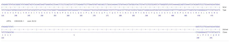 Sanger Sequencing - Human ATP7A Knockout A549 cell line (AB324208)