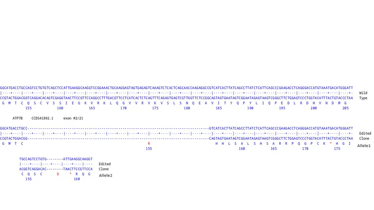 Next Generation Sequencing - Human ATP7B knockout A549 cell line (AB326074)