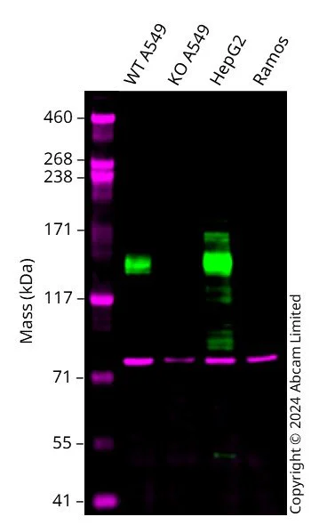 Western blot - Human ATP7B knockout A549 cell line (AB326074)