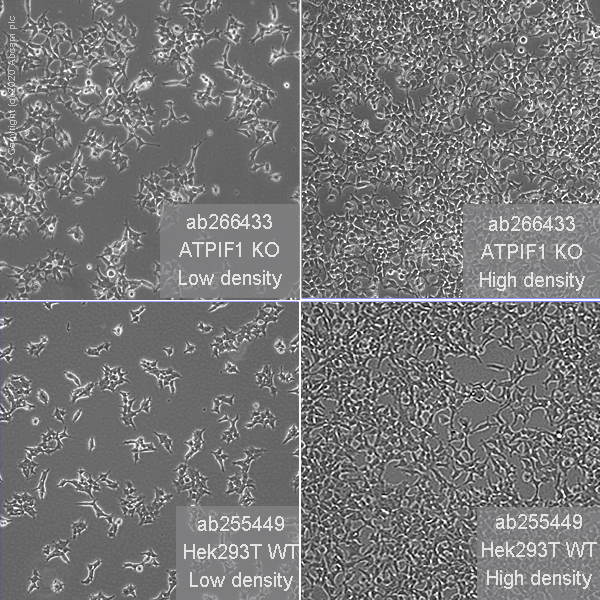 Cell Culture - Human ATPIF1 (ATPase Inhibitory Factor 1/IF1) knockout HEK-293T cell line (AB266433), expandable thumbnail