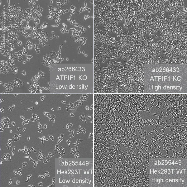 Cell Culture - Human ATPIF1 (ATPase Inhibitory Factor 1/IF1) knockout HEK-293T cell line (AB266433)