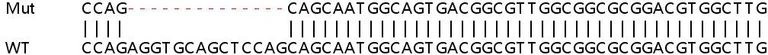 Sanger Sequencing - Human ATPIF1 (ATPase Inhibitory Factor 1/IF1) knockout HEK-293T cell lysate (AB257366)