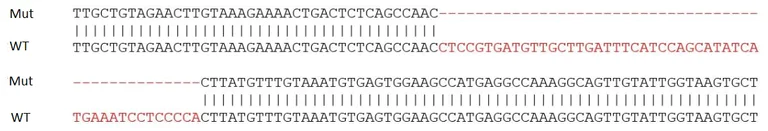Sanger Sequencing - Human ATR knockout (hetero) A549 cell line (AB276104)