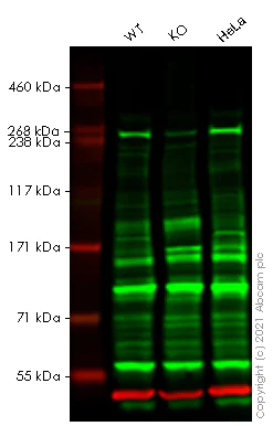 Western blot - Human ATR knockout (hetero) A549 cell line (AB276104)