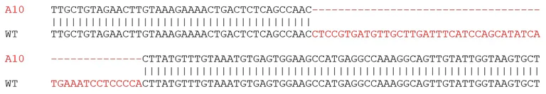 Sanger Sequencing - Human ATR knockout (hetero) A549 cell lysate (AB277987)
