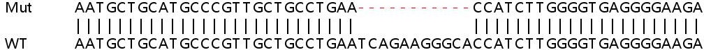 Sanger Sequencing - Human ATRAID (C2orf28) knockout HEK-293T cell lysate (AB263106)