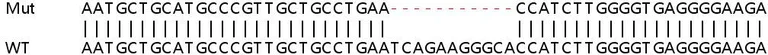 Sanger Sequencing - Human ATRAID (C2orf28) knockout HEK-293T cell lysate (AB263106)