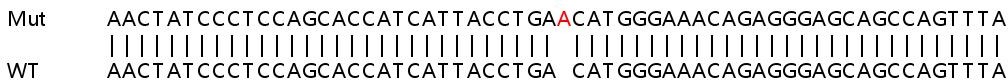 Sanger Sequencing - Human ATRIP knockout HEK-293T cell line (AB267261), expandable thumbnail