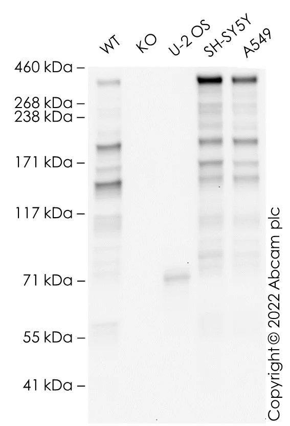 Western blot - Human ATRX knockout A549 cell line (AB287232)