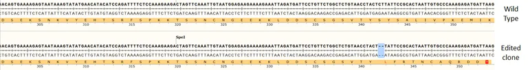 Next Generation Sequencing - Human ATRX knockout HCT116 cell line (AB287231)