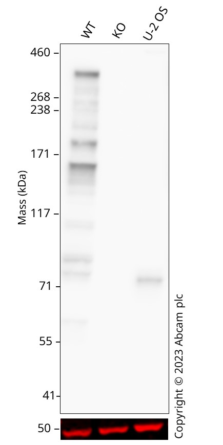 Western blot - Human ATRX knockout HCT116 cell line (AB287231)