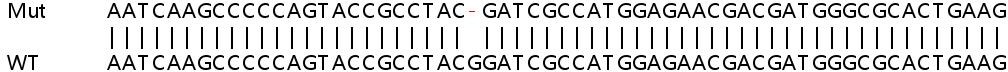 Sanger Sequencing - Human ATXN2L knockout HEK-293T cell line (AB266075)