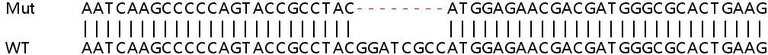 Sanger Sequencing - Human ATXN2L knockout HEK-293T cell lysate (AB258790)