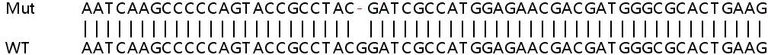 Sanger Sequencing - Human ATXN2L knockout HEK-293T cell lysate (AB258790)