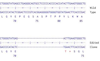 Next Generation Sequencing - Human AXIN1 (Axin 1) knockout A549 cell line (AB277901)