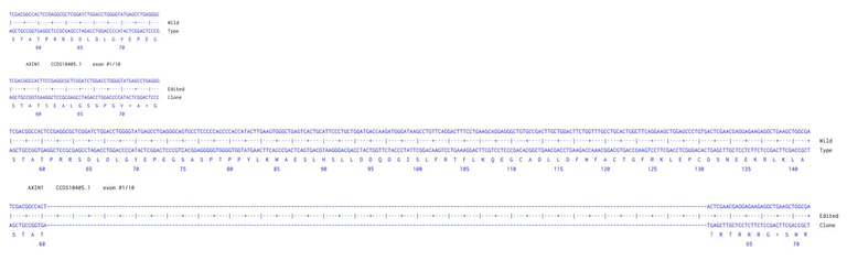 Next Generation Sequencing - Human AXIN1 (Axin 1) knockout A549 cell line (AB277901)