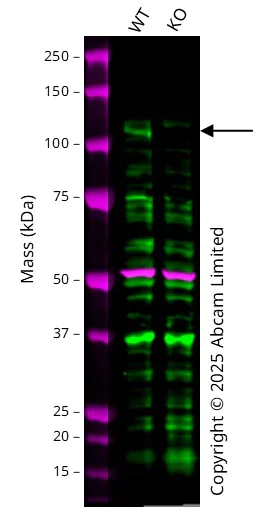 Western blot - Human AXIN1 (Axin 1) knockout A549 cell line (AB277901)