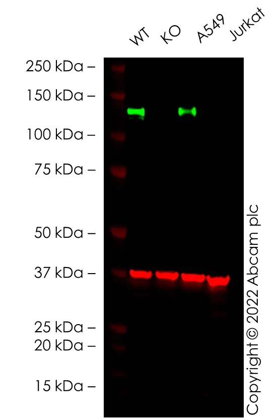 Western blot - Human AXL knockout A549 cell line (AB273744)