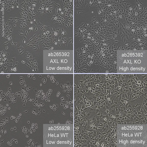 Cell Culture - Human AXL knockout HeLa cell line (AB265392)