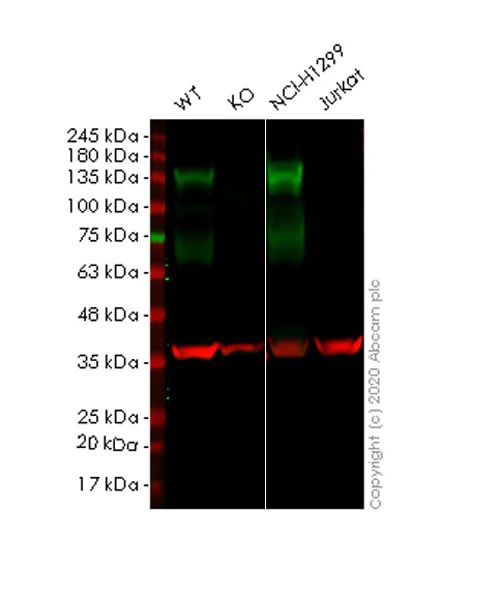 Western blot - Human AXL knockout HeLa cell lysate (AB257151), expandable thumbnail