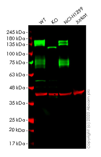 Western blot - Human AXL knockout HeLa cell lysate (AB257151), expandable thumbnail