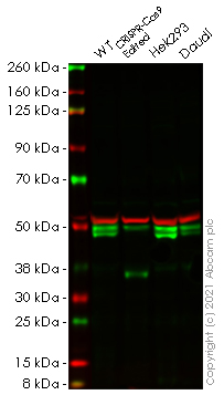 Western blot - Human AZI2 knockout HeLa cell line (AB265686)