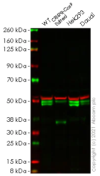 Western blot - Human AZI2 knockout HeLa cell lysate (AB257852)