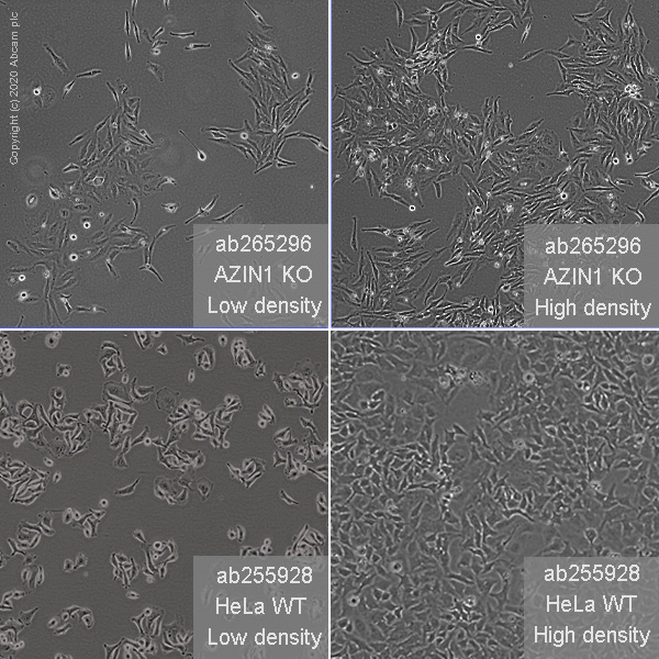 Human AZIN1 (Antizyme inhibitor 1) knockout HeLa cell line