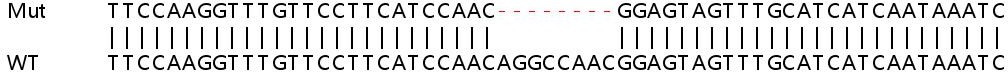 Sanger Sequencing - Human AZIN1 (Antizyme inhibitor 1) knockout HeLa cell line (AB265296)