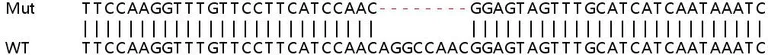 Sanger Sequencing - Human AZIN1 (Antizyme inhibitor 1) knockout HeLa cell lysate (AB263107)