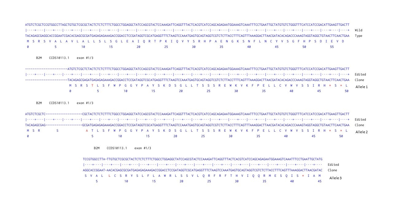 Next Generation Sequencing - Human B2M (beta 2 Microglobulin) knockout A-431 cell line (AB261893), expandable thumbnail
