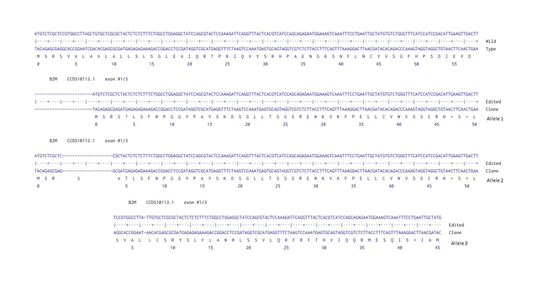 Next Generation Sequencing - Human B2M (beta 2 Microglobulin) knockout A-431 cell line (AB261893)