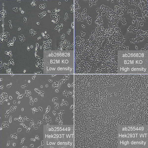 Cell Culture - Human B2M (beta 2 Microglobulin) knockout HEK-293T cell line (AB266828)