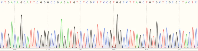Sanger Sequencing - Human B2M (beta 2 Microglobulin) knockout HEK-293T cell line (AB266828)