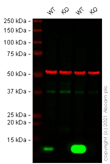 Western blot - Human B2M (beta 2 Microglobulin) knockout HEK-293T cell line (AB266828)