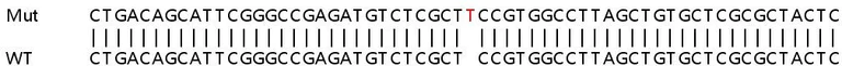 Sanger Sequencing - Human B2M (beta 2 Microglobulin) knockout Hep G2 cell line (AB262325)