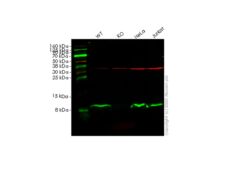 Western blot - Human B2M (beta 2 Microglobulin) knockout Hep G2 cell line (AB262325)