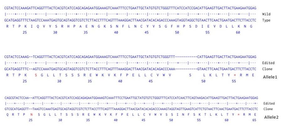 Next Generation Sequencing - Human B2M knockout A549 cell line (AB286573), expandable thumbnail