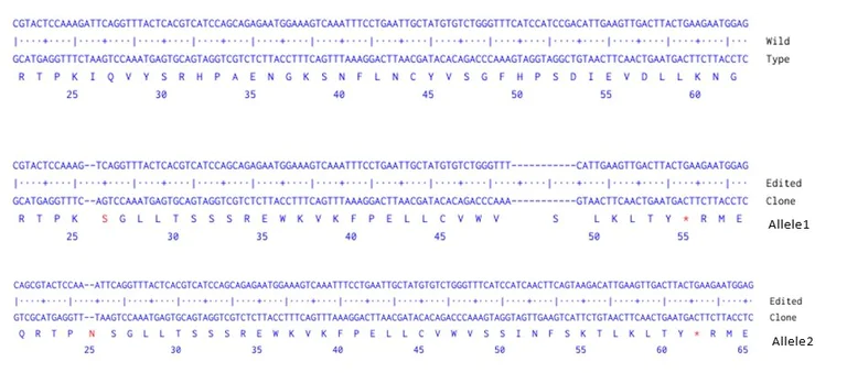 Next Generation Sequencing - Human B2M knockout A549 cell line (AB286573)