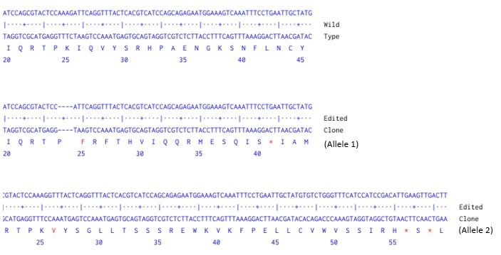 Next Generation Sequencing - Human B2M knockout HCT116 cell line (AB286381)