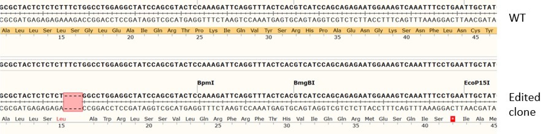 Sanger Sequencing - Human B2M knockout HCT116 cell line (AB286381), expandable thumbnail