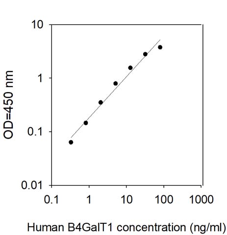 Sandwich ELISA - Human B4GALT1 ELISA Kit (AB309449)