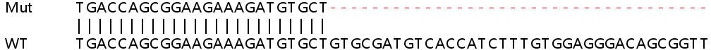 Sanger Sequencing - Human BACH1 (BACH1.3) knockout HeLa cell line (AB265322), expandable thumbnail