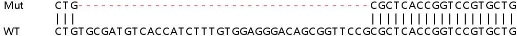 Sanger Sequencing - Human BACH1 (BACH1.3) knockout HeLa cell line (AB265322), expandable thumbnail