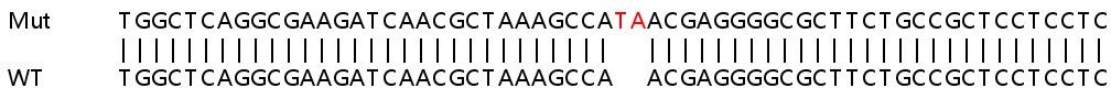 Sanger Sequencing - Human BAG2 knockout HeLa cell line (AB265907), expandable thumbnail